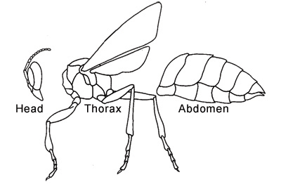 insect body parts