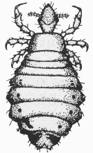 Hog louse