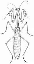 Praying mantid