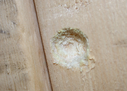 Carpenter bee hole.