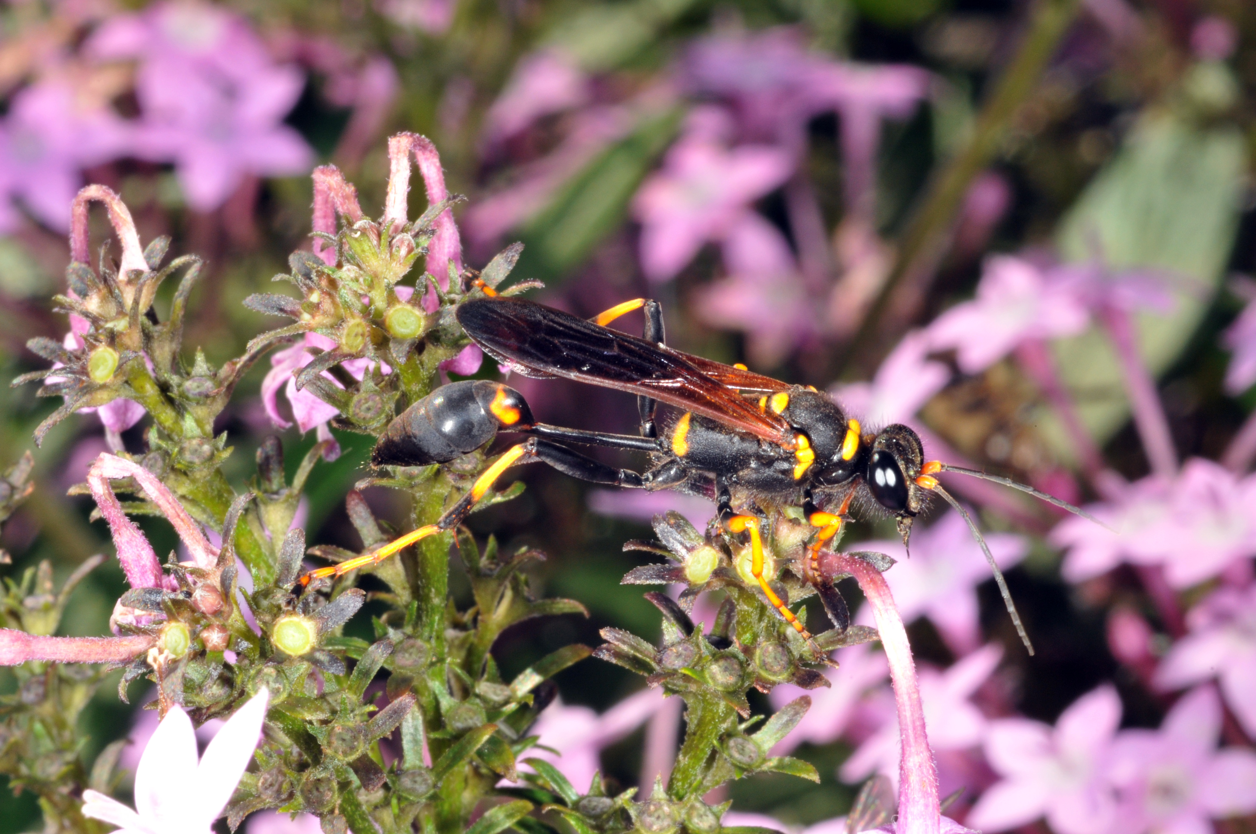 Black and yellow mud dauber.
