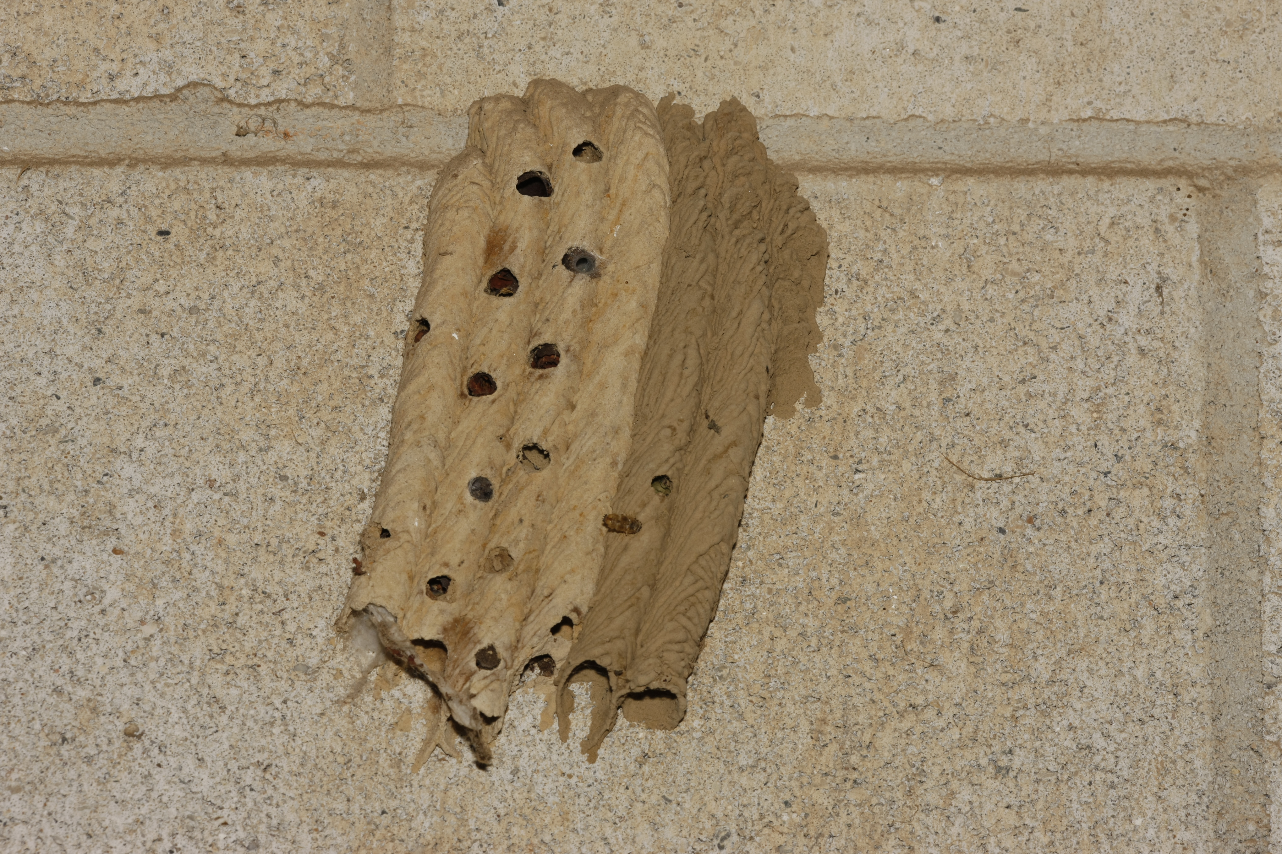 Organ-pipe mud dauber tube.