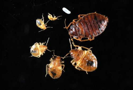 Bed Bugs | Informational Guide to Bed Bugs | Purdue | Monitoring ...