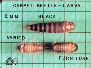 Carpet Bugs Identification