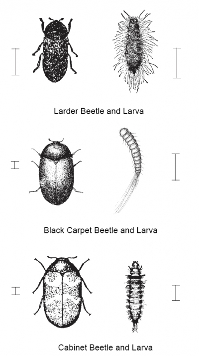 cabinet beetle larvae