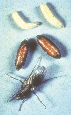 Maggot Pupa