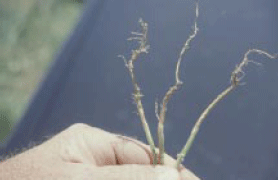 Soybean Root Damage