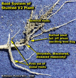 Root System of Stunted V2 Plant