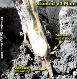 Stunted V3 Plant