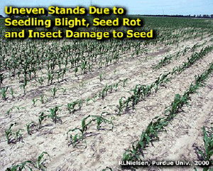 Uneven stands due to seedling blight, seed rot and insect damage to seed