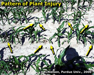 Pattern of Plant Injury