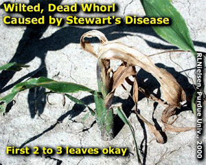 Wilted, Dead Whorl caused by Stewart's Disease
