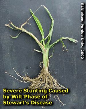 Severe stunting caused by wilt phase of stewart's disease