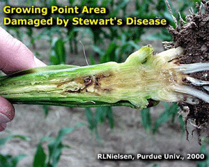 Growing point area damaged by stewart's disease