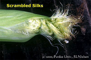 Scrambled Silks