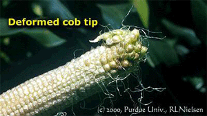 Deformed cob tip
