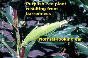 Purplish-red plant resulting from barrenness