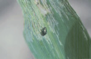 Corn flea beetle and damage