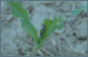 Armyworm and damaged plant
