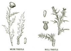 Musk thistle and bull thistle