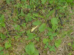 Armyworm larvae on destroyed lawn