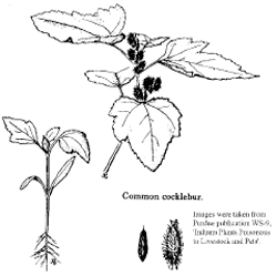 Common cocklebur