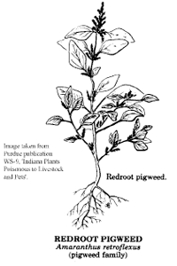 Redroot pigweed