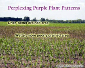 Perplexing Purple Plant Patterns