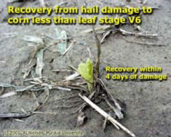 Recovery from hail damage to corn less than leaf stage V6