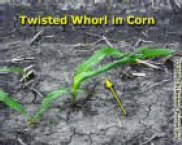 Twisted Whorl in Corn