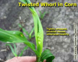 Twisted Whorl in Corn