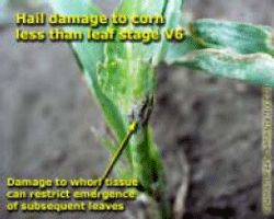 Hail damage to corn less than leaf stage V6