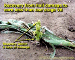 Recovery from hail damage to corn less than leaf stage V6
