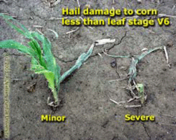 Hail damage to corn less tan leaf stage V6