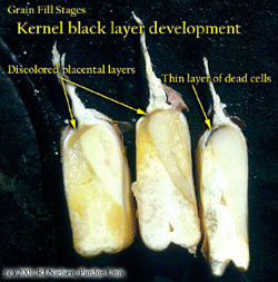 Kernel black layer development
