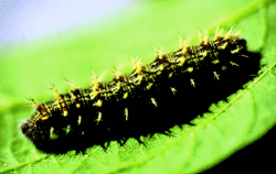 Thistle caterpillar