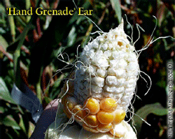 'Hand Grenade" Ear