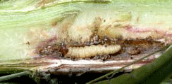 Corn borer-like larva in giant ragweed stem