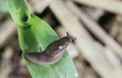 Black slug on corn