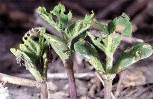 Early bean leaf beetle damage