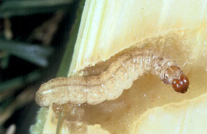 Corn borer larva inside stalk to overwinter