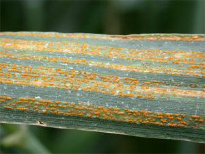 Close-up of stripe rust of wheat leaf