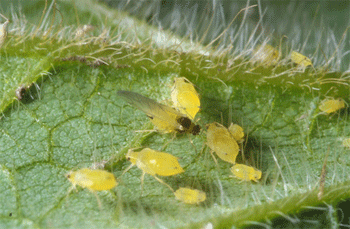 Winged and wingless soybean aphid