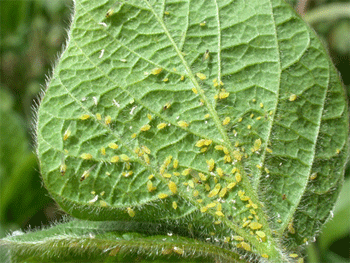 Leaflet with over 100 aphids