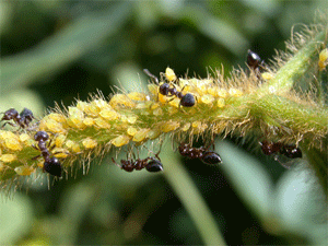 Ants tending the soybean aphid for honeydew