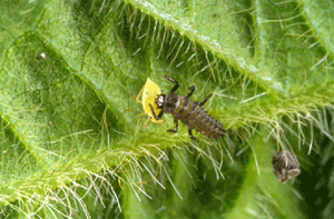 Lady beetle larva feeding on soybean aphid