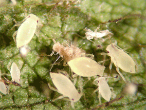Diseased aphid among healthy ones