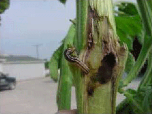 Stalk borer and giant ragweed tunneling