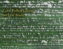 Corn Pollen Grains on Leaf Blade
