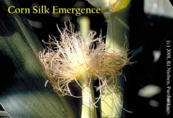 Corn Silk Emergence